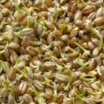 Phytothera son de ble gm