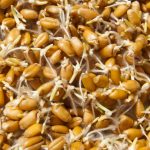 Phytothera son de ble pm